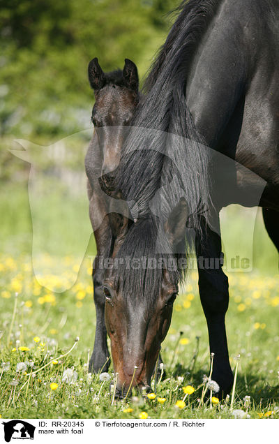 mare with foal / RR-20345
