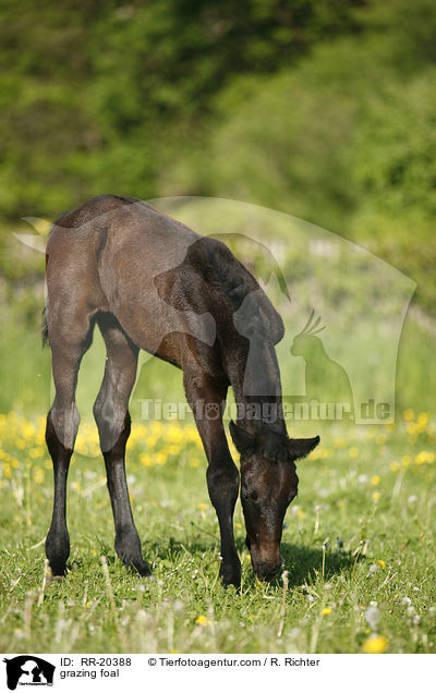 grazing foal / RR-20388