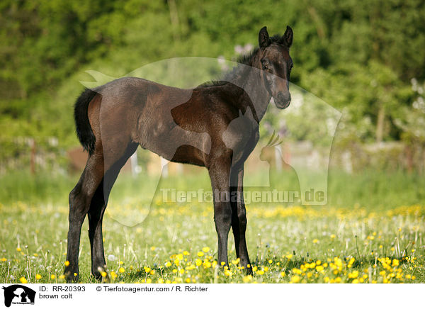 brown colt / RR-20393