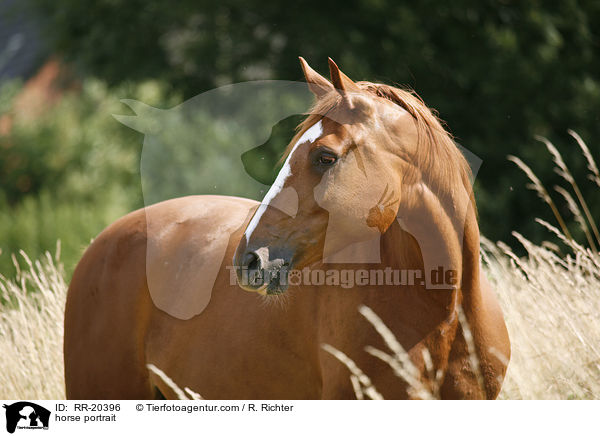 horse portrait / RR-20396