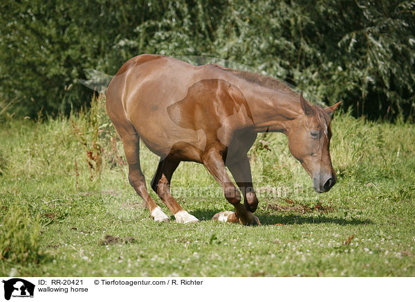 wallowing horse / RR-20421