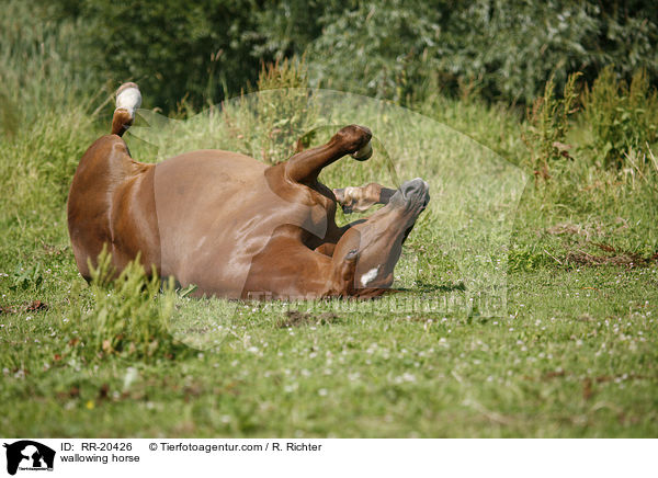 wallowing horse / RR-20426