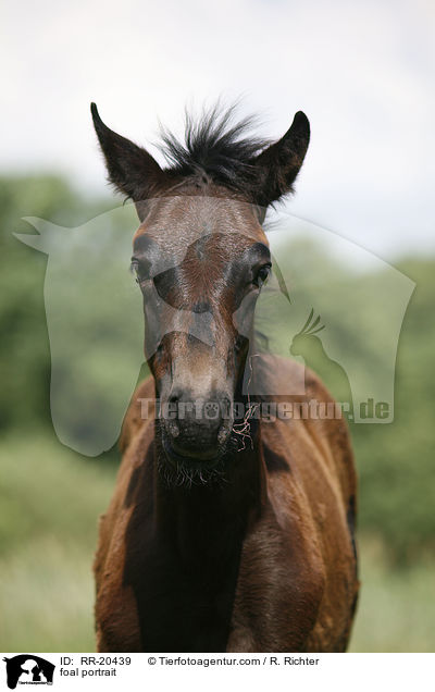 foal portrait / RR-20439