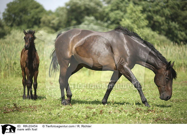 mare with foal / RR-20454