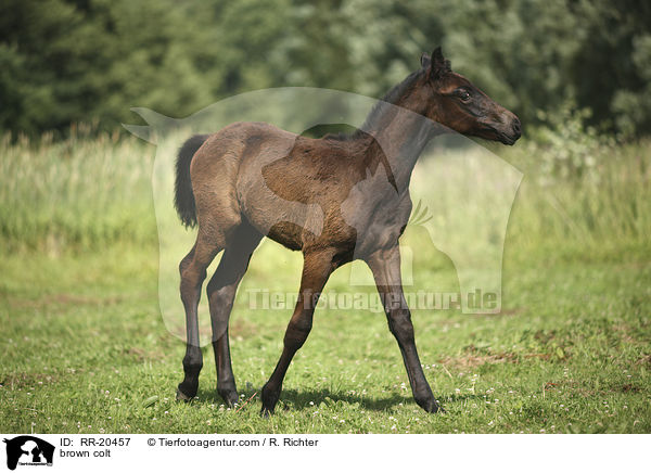 brown colt / RR-20457