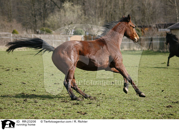 rennendes Pferd / running horse / RR-23206