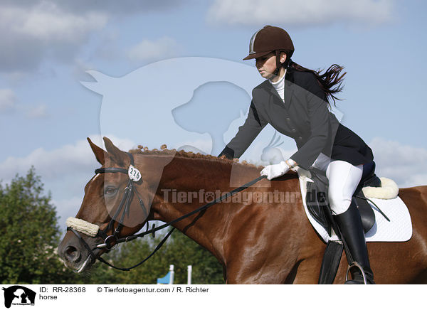 horse / RR-28368