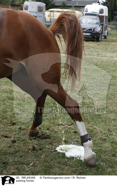 peeing horse / RR-28396