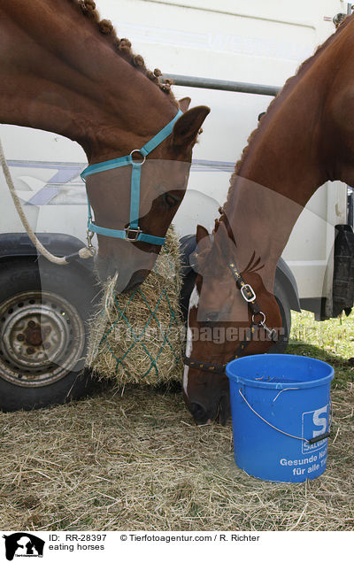 eating horses / RR-28397