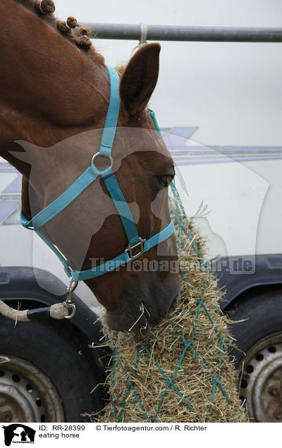 eating horse / RR-28399