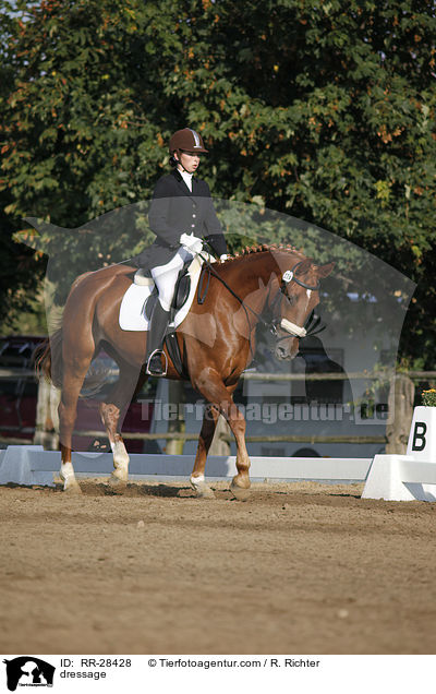 dressage / RR-28428