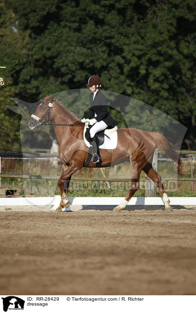 dressage / RR-28429