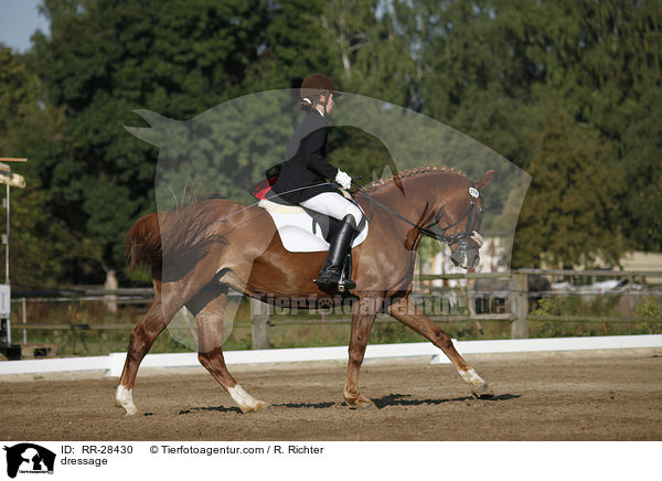 dressage / RR-28430