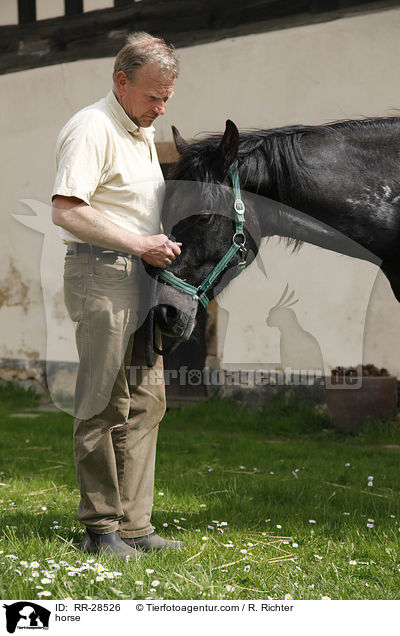 Deutsches Sportpferd / horse / RR-28526