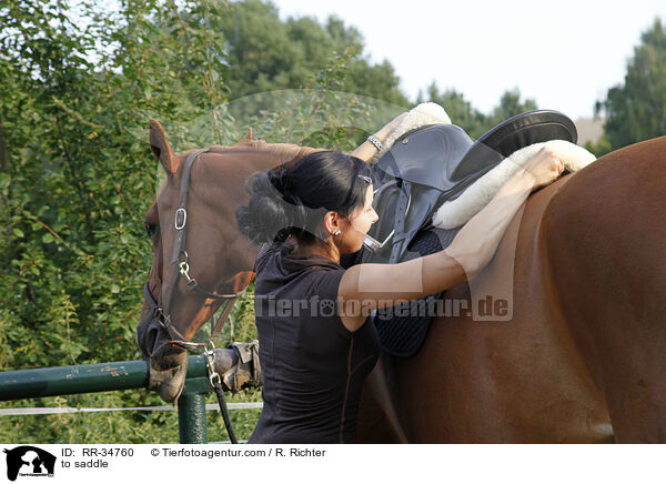 aufsatteln / to saddle / RR-34760