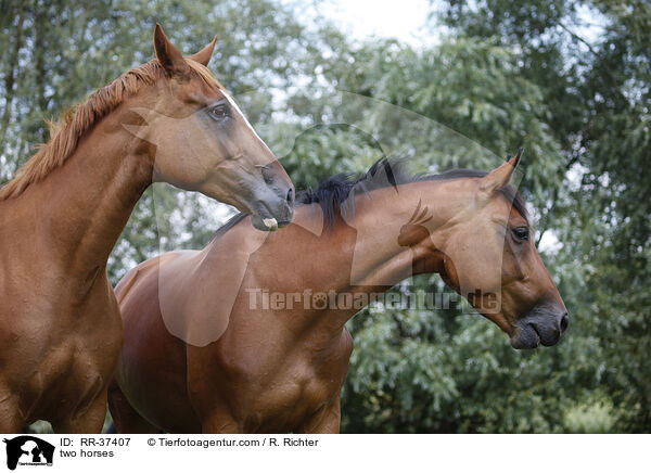 Deutsche Sportpferde / two horses / RR-37407