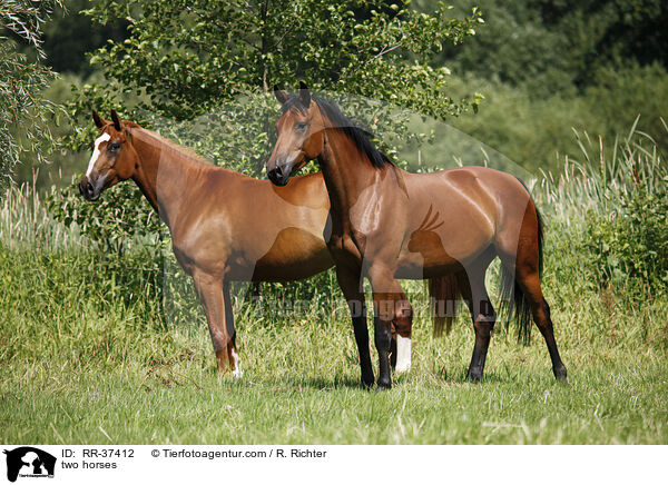 two horses / RR-37412
