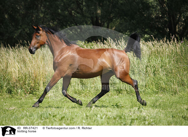 trotting horse / RR-37421