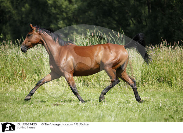 trabendes Deutsches Sportpferd / trotting horse / RR-37423