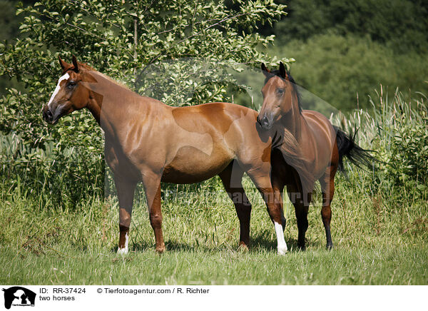 Deutsche Sportpferde / two horses / RR-37424