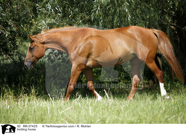 trotting horse / RR-37425