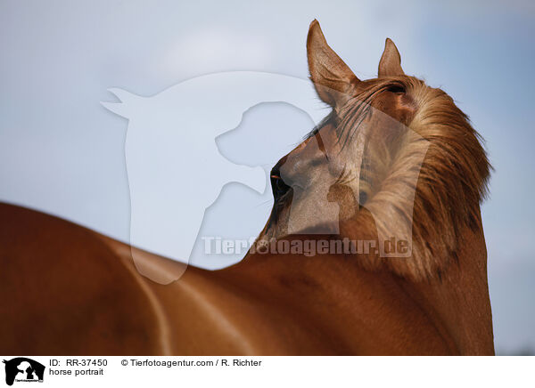 horse portrait / RR-37450