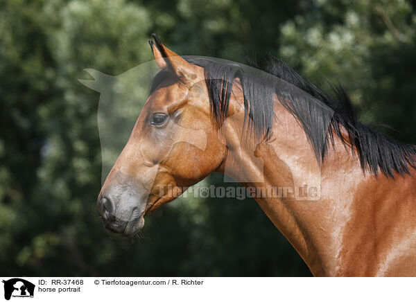 Deutsches Sportpferd Portrait / horse portrait / RR-37468