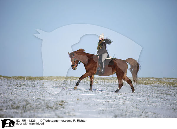 Reiter mit Deutschem Sportpferd / rider with warmblood / RR-41226