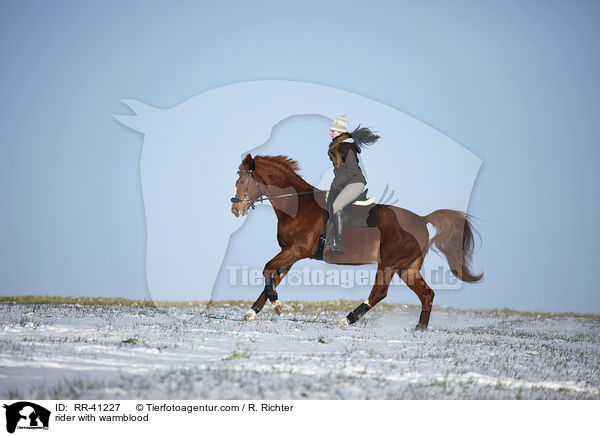 Reiter mit Deutschem Sportpferd / rider with warmblood / RR-41227