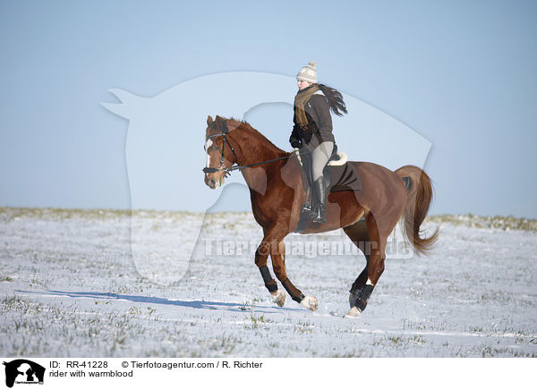 Reiter mit Deutschem Sportpferd / rider with warmblood / RR-41228
