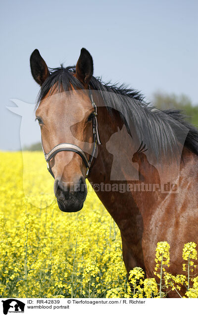 warmblood portrait / RR-42839