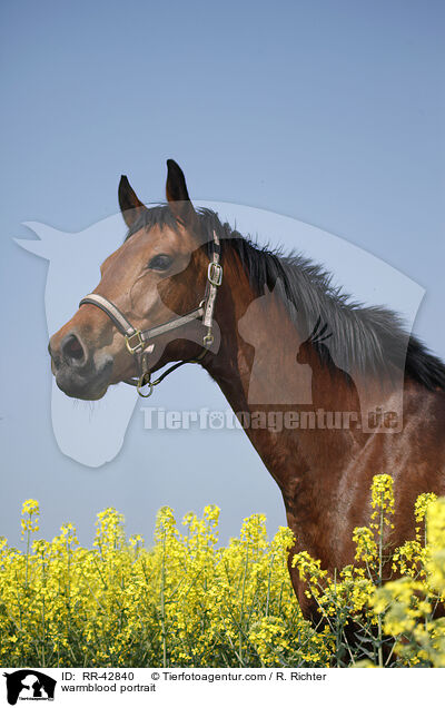 Deutsches Sportpferd Portrait / warmblood portrait / RR-42840