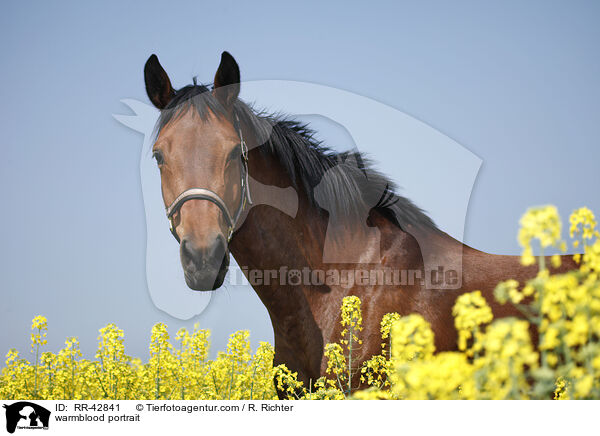 Deutsches Sportpferd Portrait / warmblood portrait / RR-42841