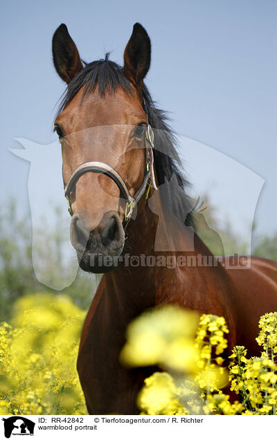 warmblood portrait / RR-42842