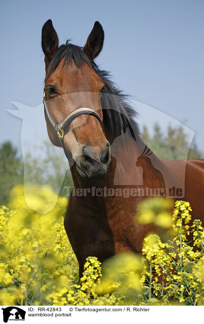 warmblood portrait / RR-42843