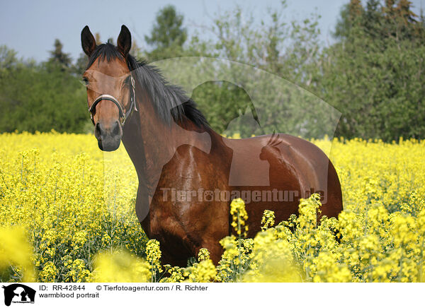 Deutsches Sportpferd Portrait / warmblood portrait / RR-42844