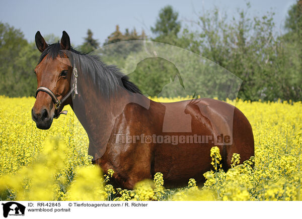 warmblood portrait / RR-42845