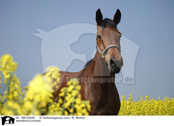 warmblood portrait / RR-42850