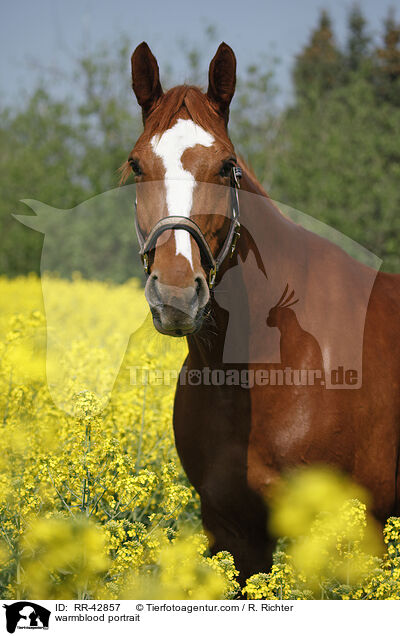 Deutsches Sportpferd Portrait / warmblood portrait / RR-42857