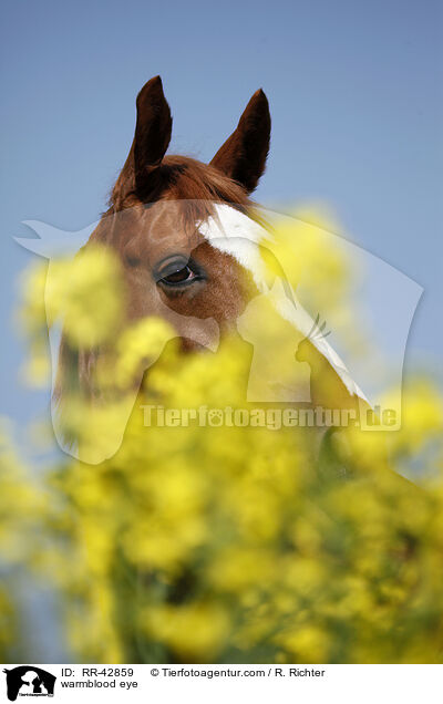 Deutsches Sportpferd Auge / warmblood eye / RR-42859