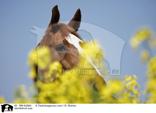 Deutsches Sportpferd Auge / warmblood eye / RR-42860