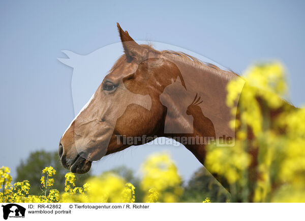 Deutsches Sportpferd Portrait / warmblood portrait / RR-42862