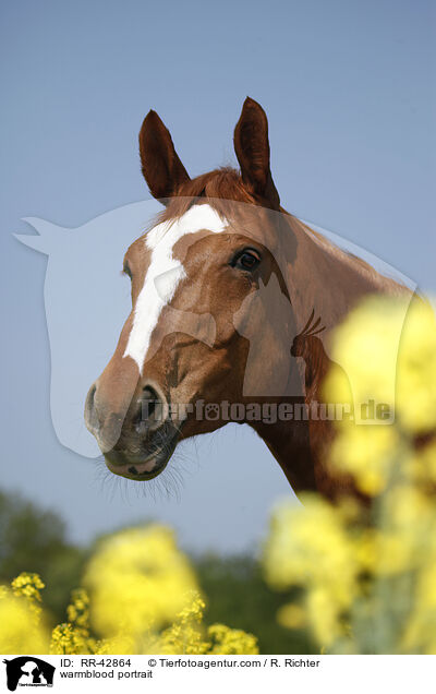 Deutsches Sportpferd Portrait / warmblood portrait / RR-42864