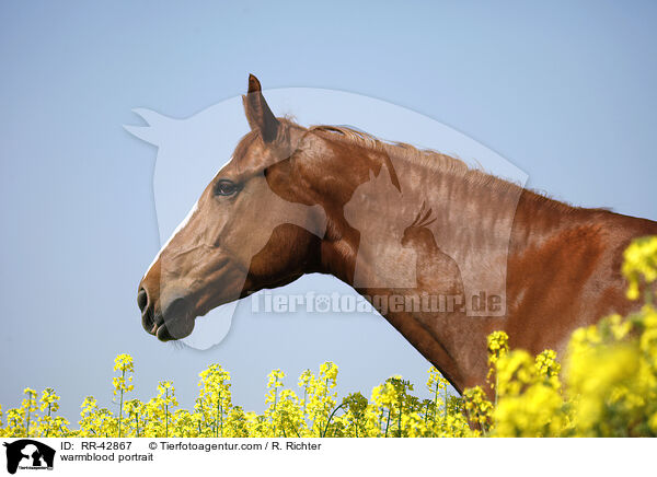 Deutsches Sportpferd Portrait / warmblood portrait / RR-42867
