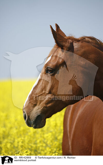Deutsches Sportpferd Portrait / warmblood portrait / RR-42869