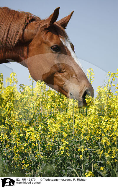 Deutsches Sportpferd Portrait / warmblood portrait / RR-42870