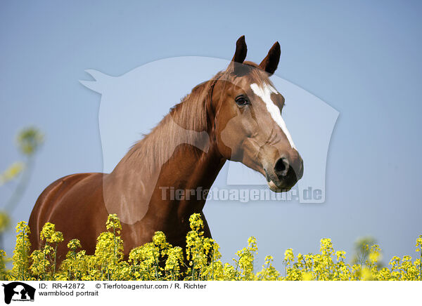 Deutsches Sportpferd Portrait / warmblood portrait / RR-42872