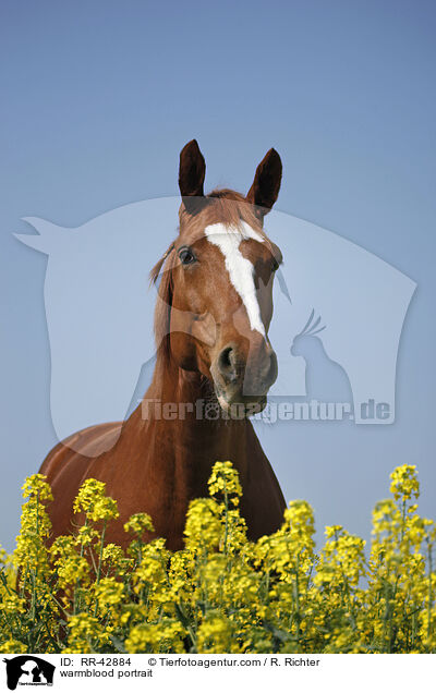 Deutsches Sportpferd Portrait / warmblood portrait / RR-42884
