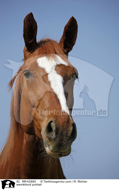 Deutsches Sportpferd Portrait / warmblood portrait / RR-42885