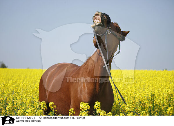 Deutsches Sportpferd Portrait / warmblood portrait / RR-42891